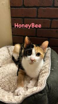 Domestic Short Hair Cats Available for Adoption in Hillsboro, Ohio - HoneyBee | PetCurious