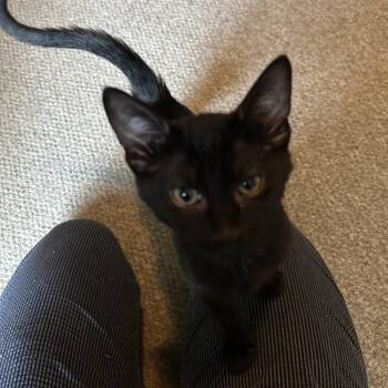 Easley -  Domestic Short Hair Cat for Adoption in Chicago, Illinois - Easley | PetCurious