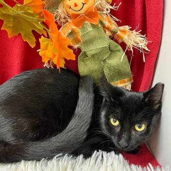 Rescue Domestic Short Hair Cats for Adoption in Youngtown, Arizona - Niki | PetCurious