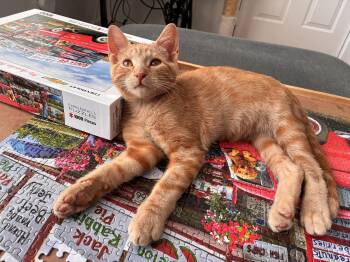 Pine -  Domestic Short Hair Cat for Adoption in Steinbach, Manitoba - Pine | PetCurious