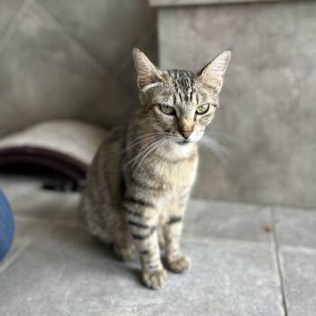 Wendy -  American Shorthair Cat for Adoption in Seguin, Texas - Wendy | PetCurious