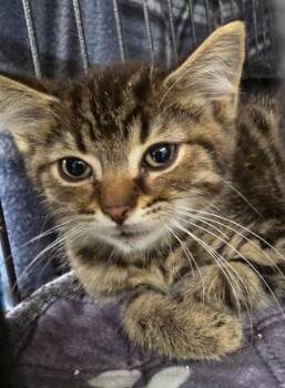 Timmy (Fell Down The Well) -  Domestic Short Hair Cat for Adoption in Auburn, Indiana - Timmy (Fell Down The Well) | PetCurious