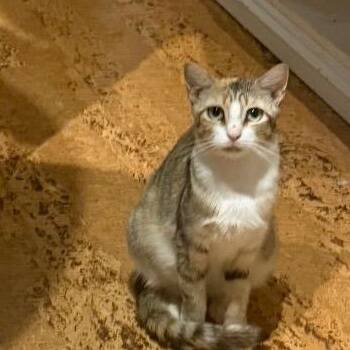 Mama Autumn -  Domestic Short Hair Cat for Adoption in Boca Raton, Florida - Mama Autumn | PetCurious