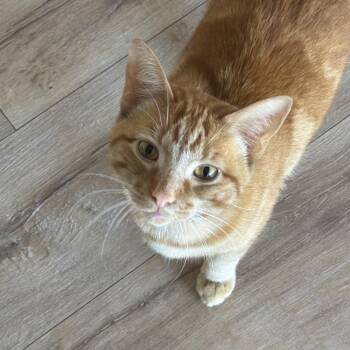 GOOB -  Domestic Short Hair Cat for Adoption in Newberg, Oregon - GOOB | PetCurious