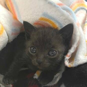 Tally -  Domestic Short Hair Cat for Adoption in Huntsville, Alabama - Tally | PetCurious