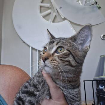 Dishrack -  Domestic Short Hair Cat for Adoption in Detroit Lakes, Minnesota - Dishrack | PetCurious