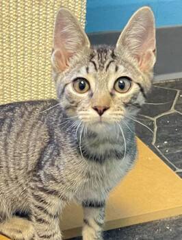 Moe -  Domestic Short Hair Cat for Adoption in Columbus, Ohio - Moe | PetCurious