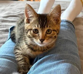 Chip -  Domestic Short Hair Cat for Adoption in Pasco, Washington - Chip | PetCurious