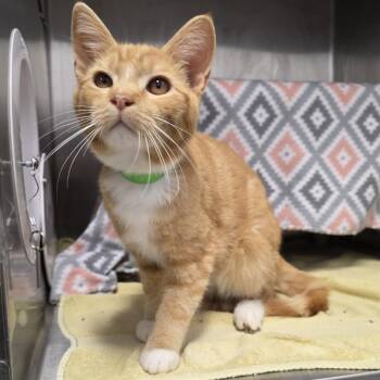 Chet -  Domestic Short Hair Cat for Adoption in Fort Wayne, Indiana - Chet | PetCurious