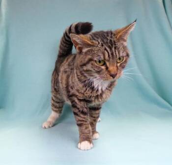 CINDER -  Domestic Short Hair Cat for Adoption in Pasadena, California - CINDER | PetCurious
