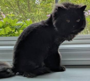 Persian Cats Available for Adoption in Kenosha, Wisconsin - BINK | PetCurious