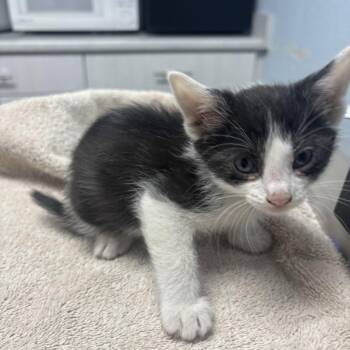 Pearl -  Domestic Short Hair Cat for Adoption in Riverside, California - Pearl | PetCurious