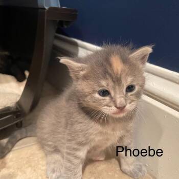 Domestic Short Hair Cats Available for Adoption in Greensboro, Georgia - Phoebe | PetCurious