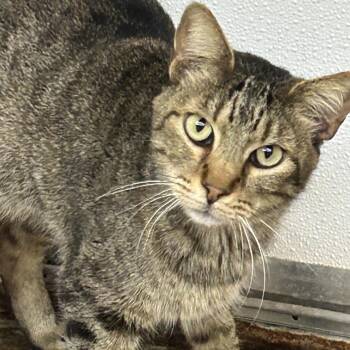 Macaroni -  American Shorthair Cat for Adoption in Austin, Texas - Macaroni | PetCurious