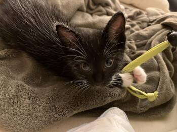 Rescue Domestic Short Hair Cats for Adoption - Marscapone | PetCurious