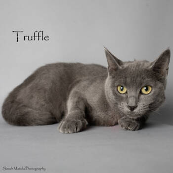 Rescue Domestic Short Hair Cats for Adoption in Ruidoso, New Mexico - Truffle | PetCurious