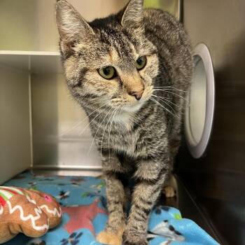 Domestic Short Hair Cats Available for Adoption - Sundari | PetCurious