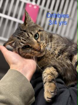 Domestic Short Hair Cats Available for Adoption in Fayetteville, West Virginia - Dribbles | PetCurious