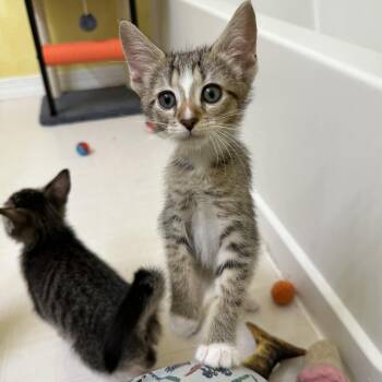 Eggs Benedict -  Domestic Short Hair Cat for Adoption in Elkton, Maryland - Eggs Benedict | PetCurious