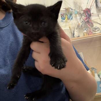 Rachel -  Domestic Short Hair Cat for Adoption in Fort Bragg, California - Rachel | PetCurious