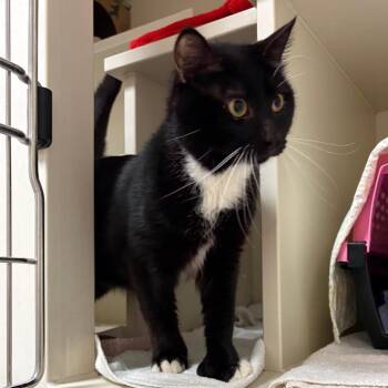 Faze -  Domestic Short Hair Cat for Adoption in Fairport, New York - Faze | PetCurious