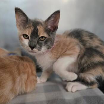 Meemaw -  Domestic Short Hair Cat for Adoption in San Jacinto, California - Meemaw | PetCurious