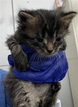 Domestic Short Hair Cats Available for Adoption in Dallas, Texas - BITS | PetCurious