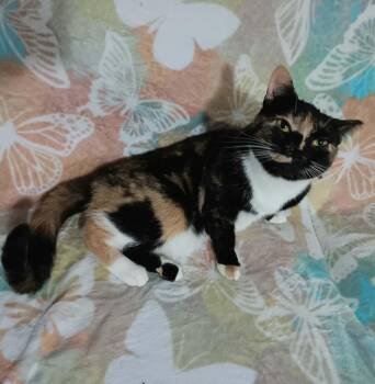 Maggie -  Domestic Short Hair Cat for Adoption in Quincy, Ohio - Maggie | PetCurious