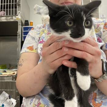Boggle -  Domestic Short Hair Cat for Adoption in Buffalo, New York - Boggle | PetCurious