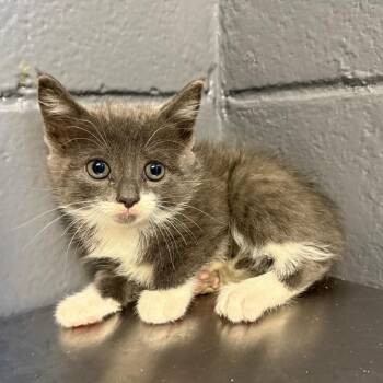 Domestic Short Hair Cats Available for Adoption in Tuscaloosa, Alabama - TUSC-Stray-84182 | PetCurious