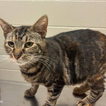 Rescue Domestic Short Hair Cats for Adoption in Bristol, Indiana - Electra | PetCurious