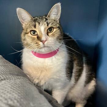 Maxine -  Domestic Short Hair Cat for Adoption in Englewood, Florida - Maxine | PetCurious