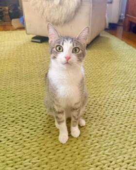LILY -  Domestic Short Hair Cat for Adoption in Burbank, California - LILY | PetCurious