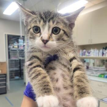 Domestic Short Hair Cats Available for Adoption in Westminster, California - Frilled-Neck | PetCurious
