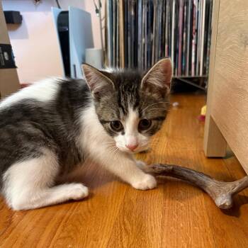Algae -  Domestic Short Hair Cat for Adoption in Middleton, Wisconsin - Algae | PetCurious