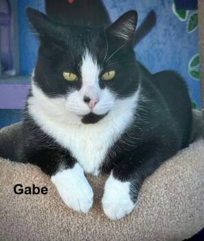 Gabe -  Tuxedo Cat for Adoption in St. George, Utah - Gabe | PetCurious