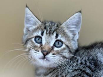 Romaine -  Domestic Short Hair Cat for Adoption in Portland, Oregon - Romaine | PetCurious