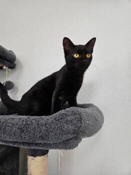Domestic Short Hair Cats Available for Adoption - Consuela | PetCurious