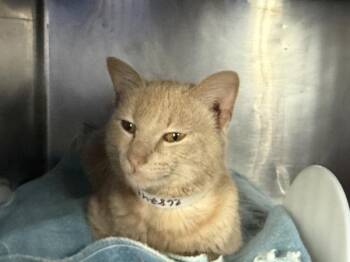 Apollo -  Domestic Short Hair Cat for Adoption in New York, New York - Apollo | PetCurious