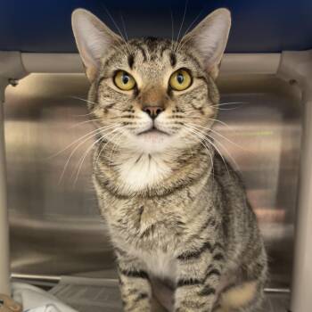 Cotton Candy -  Domestic Short Hair Cat for Adoption in Philadelphia, Pennsylvania - Cotton Candy | PetCurious