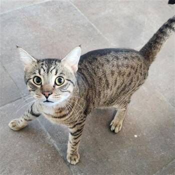 Rescue Domestic Short Hair Cats for Adoption in Fort Lauderdale, Florida - MILO | PetCurious