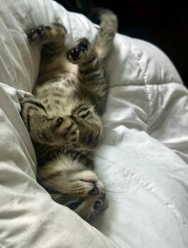 Brisket -  Domestic Short Hair Cat for Adoption in Plymouth, Michigan - Brisket | PetCurious