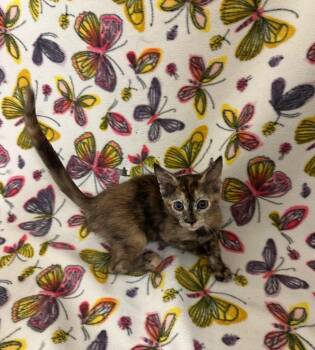 Blossom @Petsmart Walker Rd -  Domestic Short Hair Cat for Adoption in Newberg, Oregon - Blossom @Petsmart Walker Rd | PetCurious
