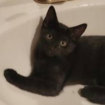 Buttons -  Bombay Cat for Adoption in Liverpool, Texas - Buttons | PetCurious