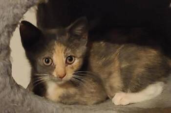 Vanessa Freese -  Domestic Short Hair Cat for Adoption in Kansas City, Missouri - Vanessa Freese | PetCurious