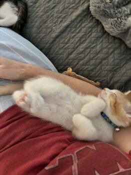Harry -  Tabby and Domestic Short Hair Cat for Adoption in Richardson, Texas - Harry | PetCurious