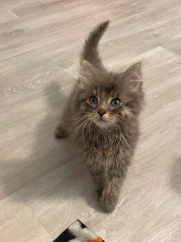 Ashe -  Domestic Medium Hair Cat for Adoption in Poplar Grove, Illinois - Ashe | PetCurious