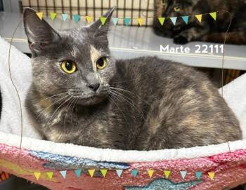 MARTE -  Domestic Short Hair Cat for Adoption in Marietta, Georgia - MARTE | PetCurious