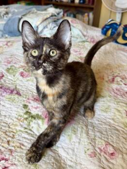 smidge -  Tortoiseshell and Domestic Short Hair Cat for Adoption in San Jose, California - Smidge | PetCurious
