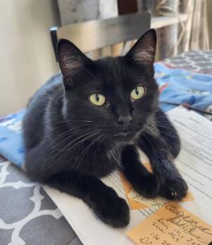 Rescue Domestic Short Hair Cats for Adoption in Parkville, Missouri - Cheryl (Courtesy Post) | PetCurious